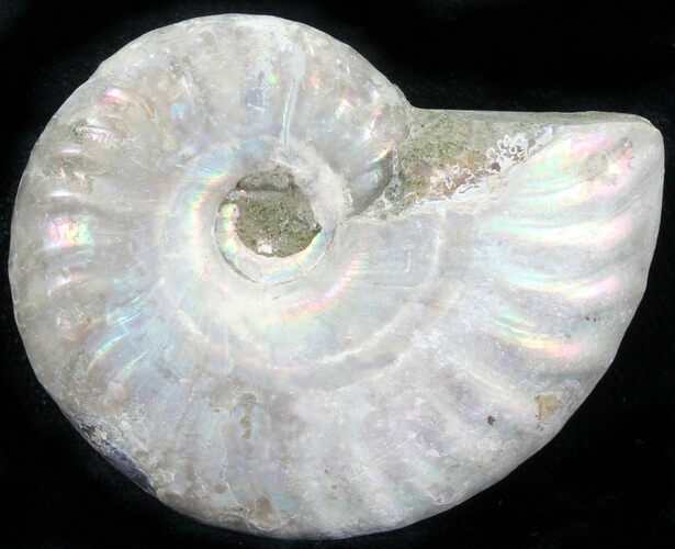 Silver Iridescent Ammonite - Madagascar #29907